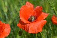 Klatschmohn