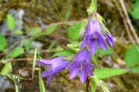 Nesselbl&auml;ttrige Glochenblume