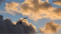 Wolken / M&ouml;we