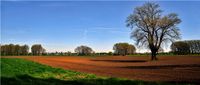 Landwirtschaft in der Rheinaue