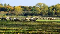 Schafe in den Rheinauen