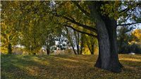 Farbenpracht im Herbst