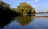 Gro&szlig;e Weidenb&uuml;sche wachsen direkt am Ufer und versperren den Weg