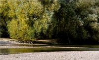 Weidenb&uuml;sche wachsen bis in den Uferbereich