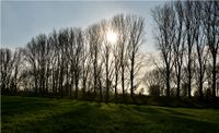 Pappel geh&ouml;ren am Niederrhein zum Landschaftsbild