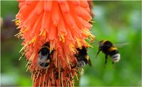 K&uuml;chengarten mit buchsbaumgefassten Blumenpflanzungen