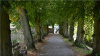 Baumallee entlang der westlichen Stadtmauer